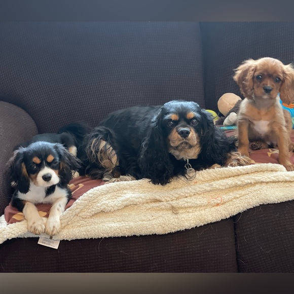 Meet your Posher, Sarah - Picture 11 of 16